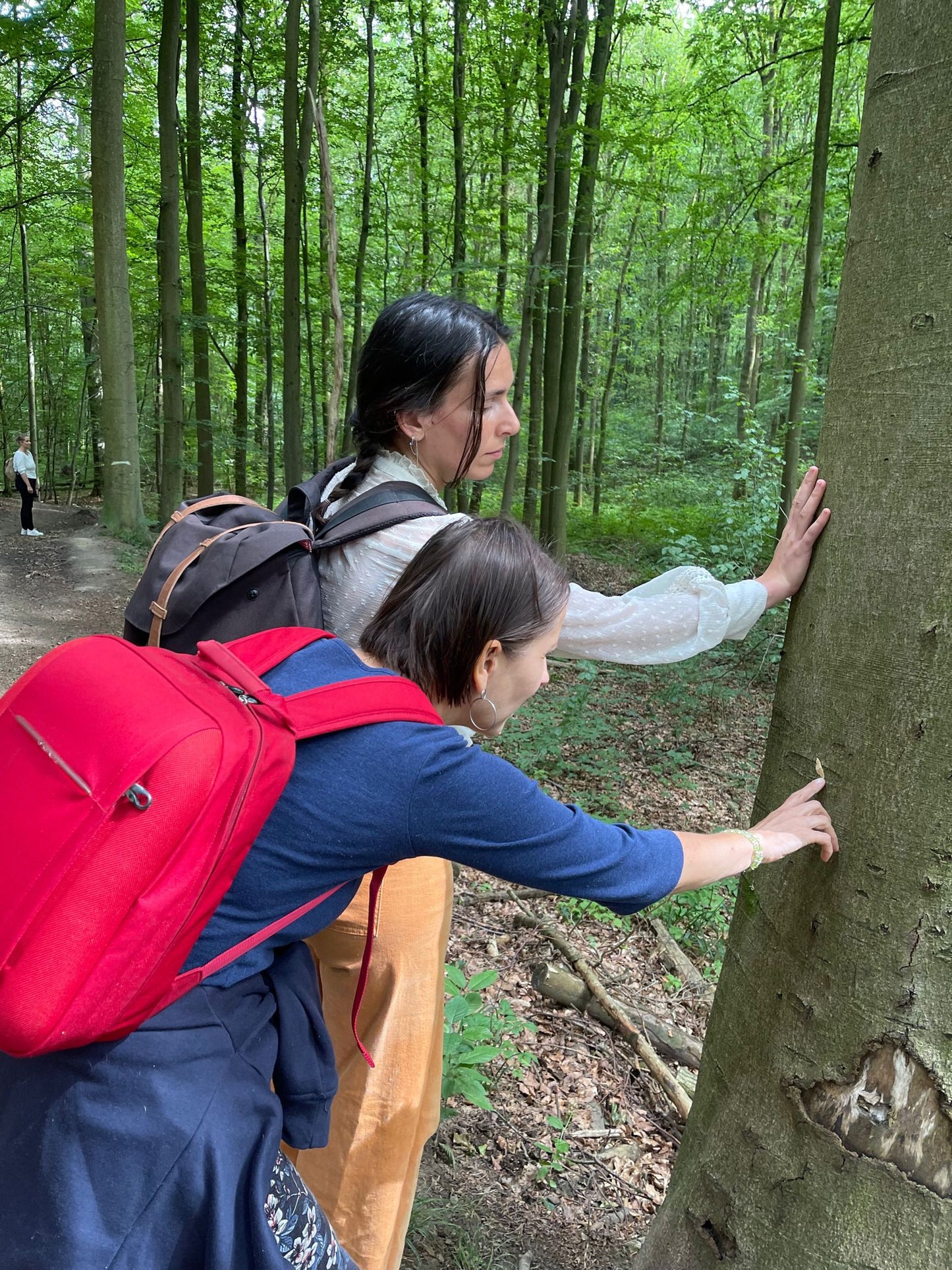 Moment de ressourcement en Forêt de Soignes