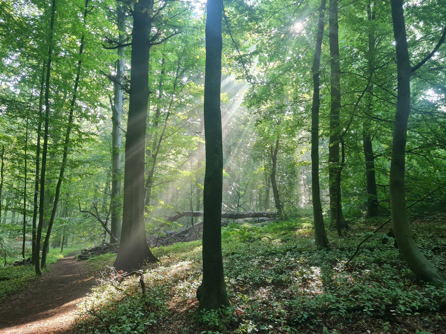 Moment de ressourcement en Forêt de Soignes