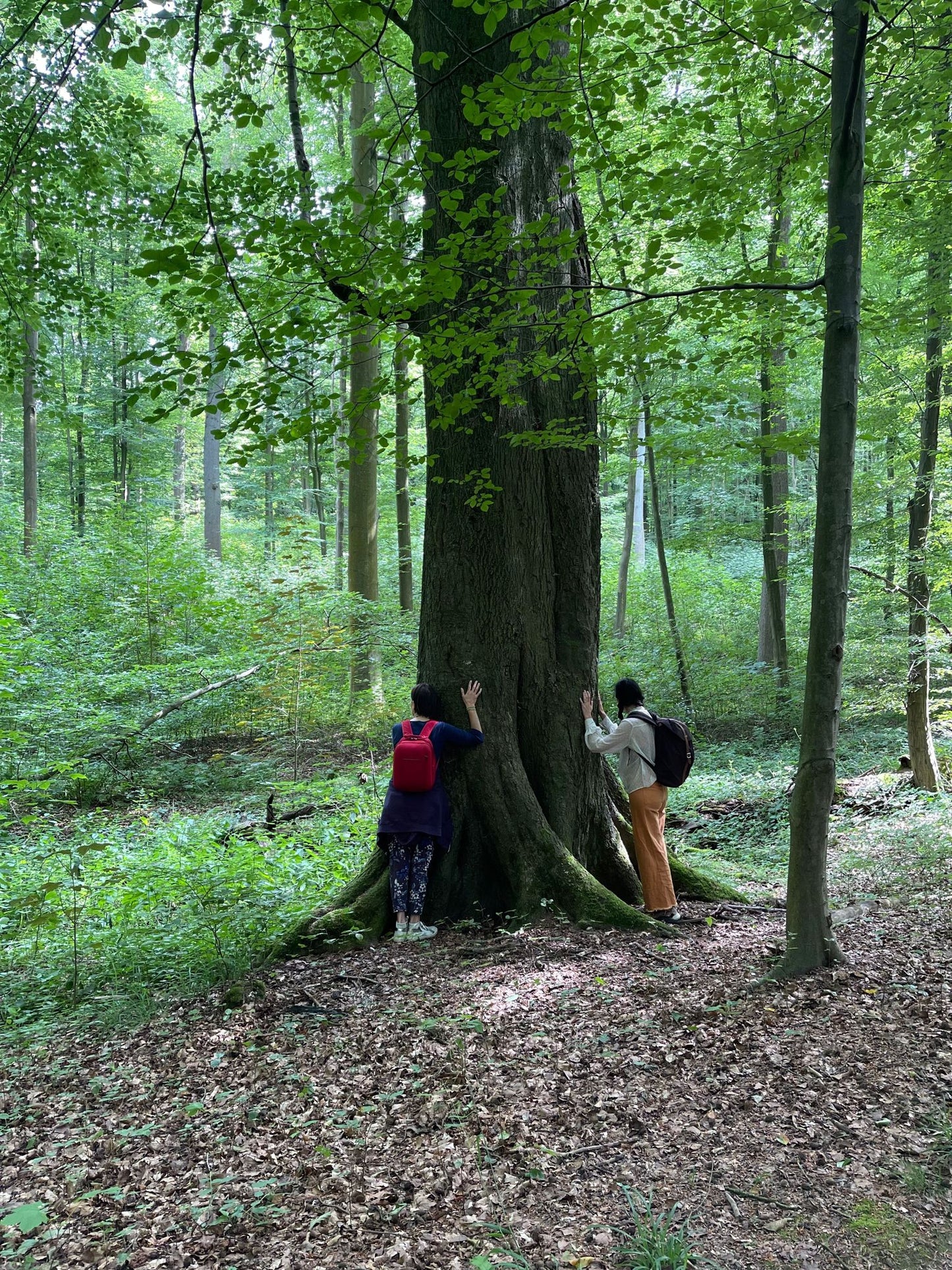 Moment de ressourcement en Forêt de Soignes