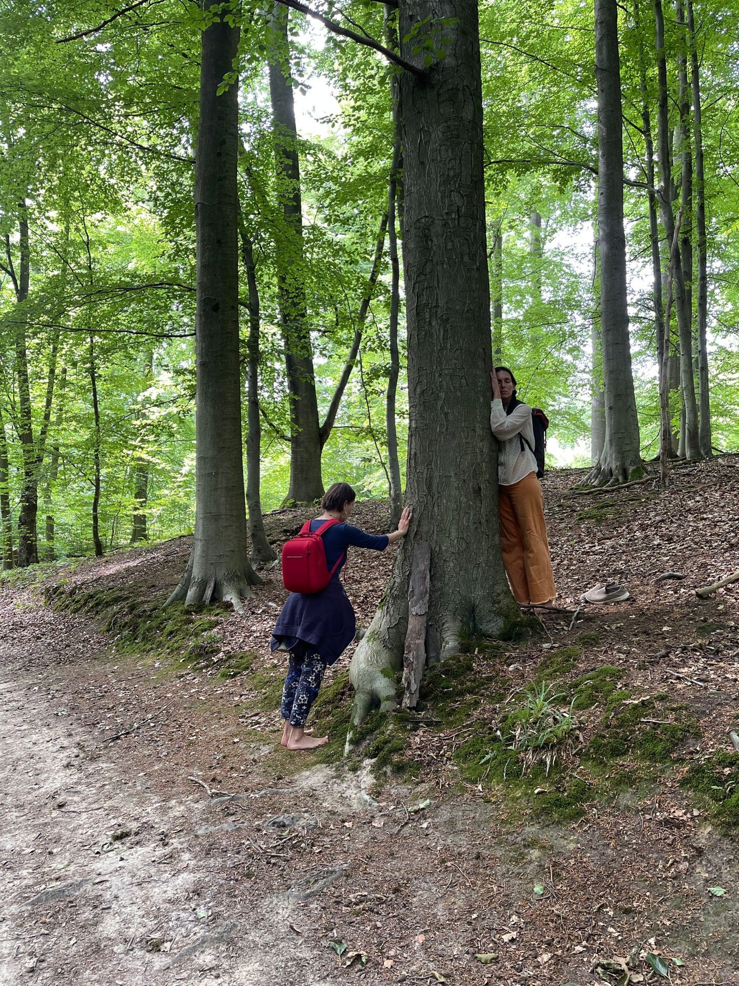 Moment de ressourcement en Forêt de Soignes