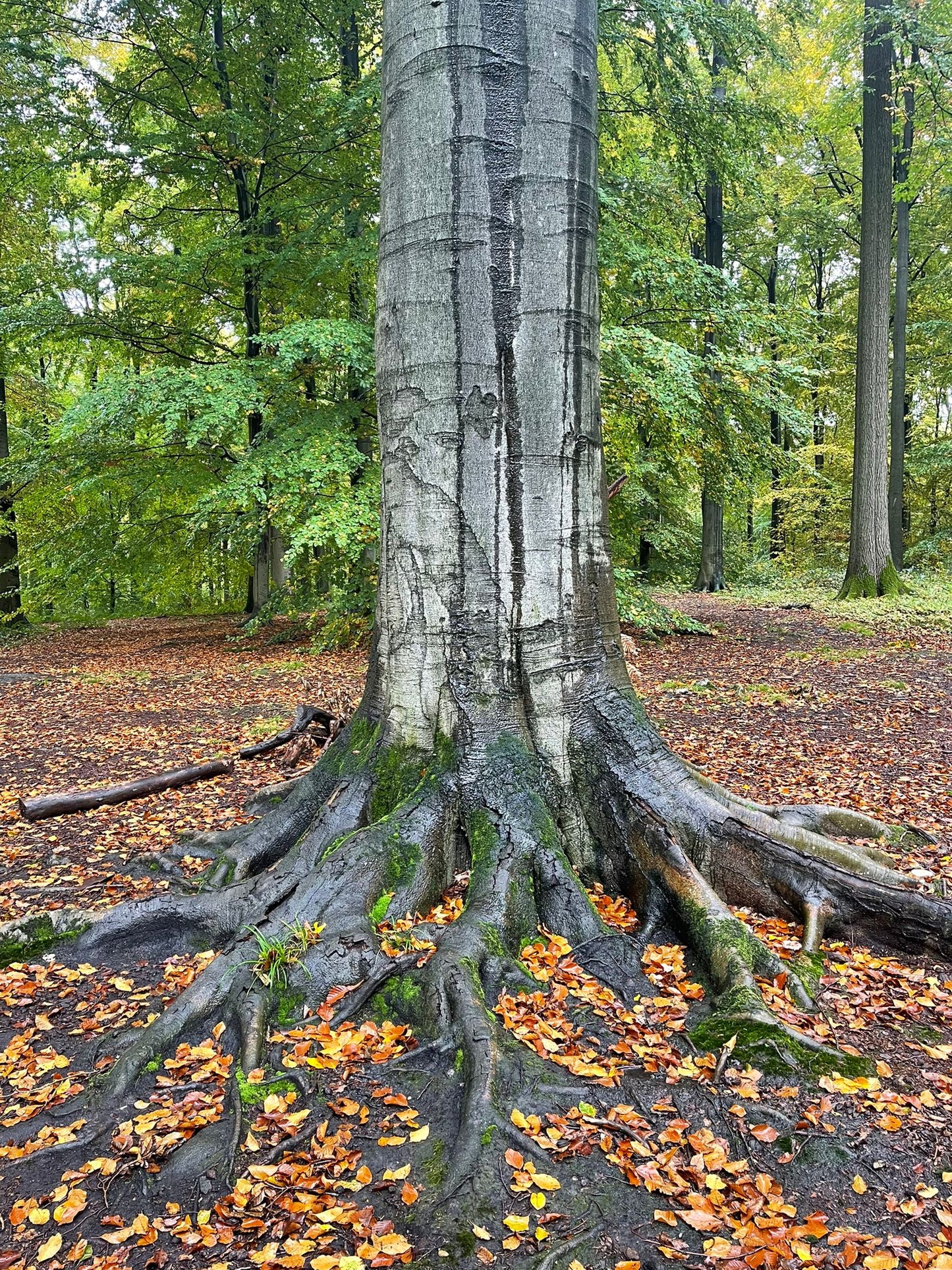 Moment de ressourcement en Forêt de Soignes