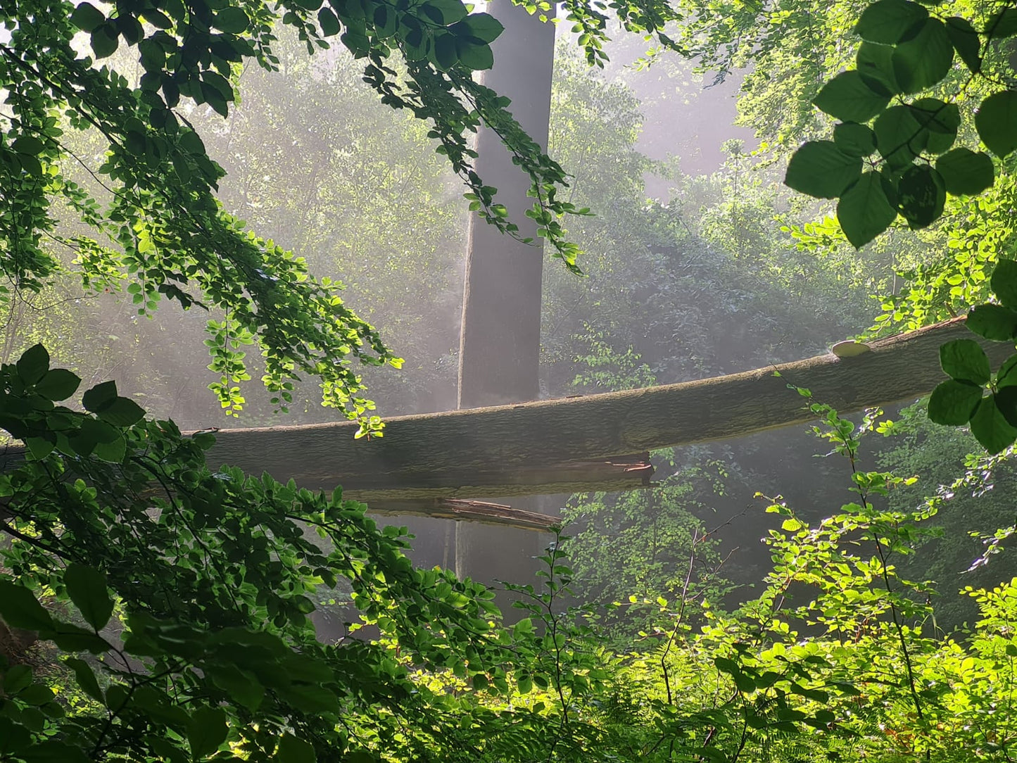 Moment de ressourcement en Forêt de Soignes